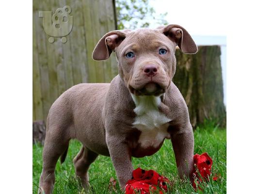 PoulaTo: Pitbull